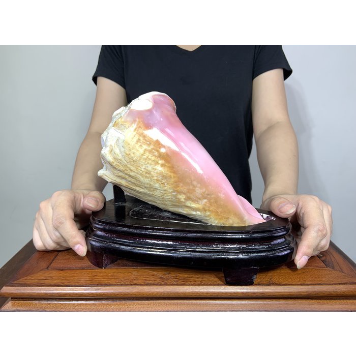 佛教七寶 天然【粉紅硨磲貝】胭脂螺 有機寶石 美麗珍珠光澤 顏色鮮艷 增智慧 磁場強 天然海螺貝殼 T82