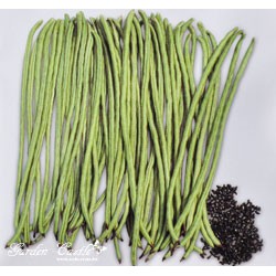 【全館590免運】豇豆種子(長菜豆) Asparagus Bean~