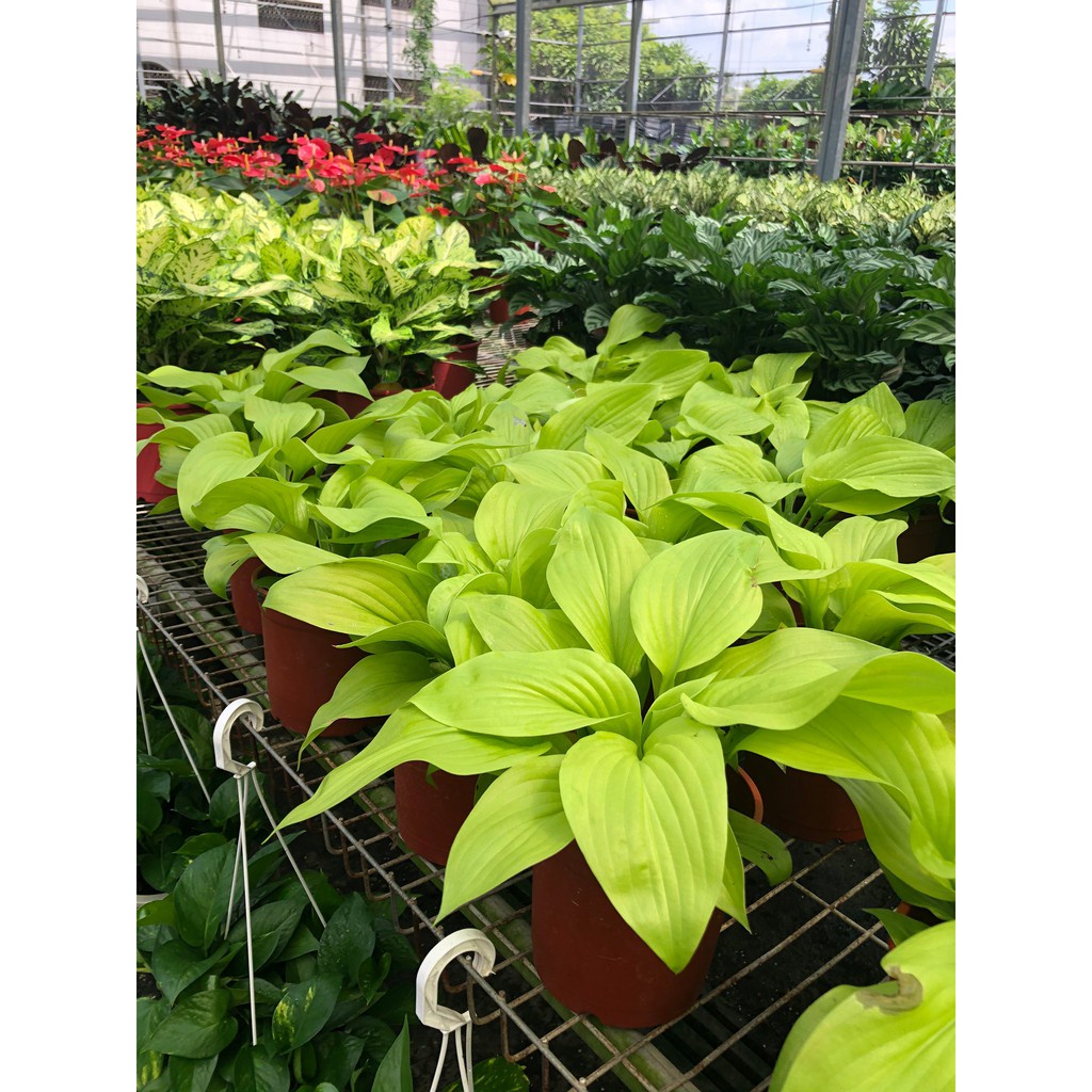 花田厝_觀葉植物-*黃金玉簪花*5吋盆/高10-20公分