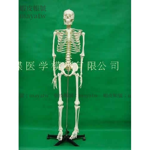 (MD-B_1358)170cm人體骨骼模型骨架人體模型成人骷髏教學模型脊椎全身骨骼