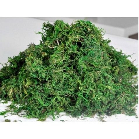 綠色水苔園藝花藝用綠水草組合盆栽 組合蘭花 花藝裝飾 園藝裝飾 乾燥綠色水草 蝦皮購物