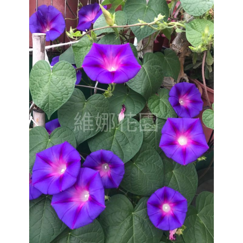 西洋朝顏 深紫色 朝顏種子 牽牛花種子 爬藤花卉 維娜花園 蝦皮購物