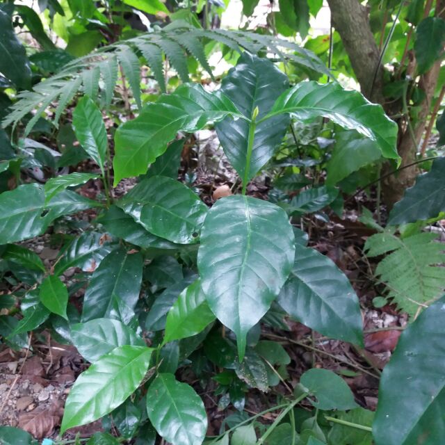 咖啡樹苗阿拉比卡鐵比卡種