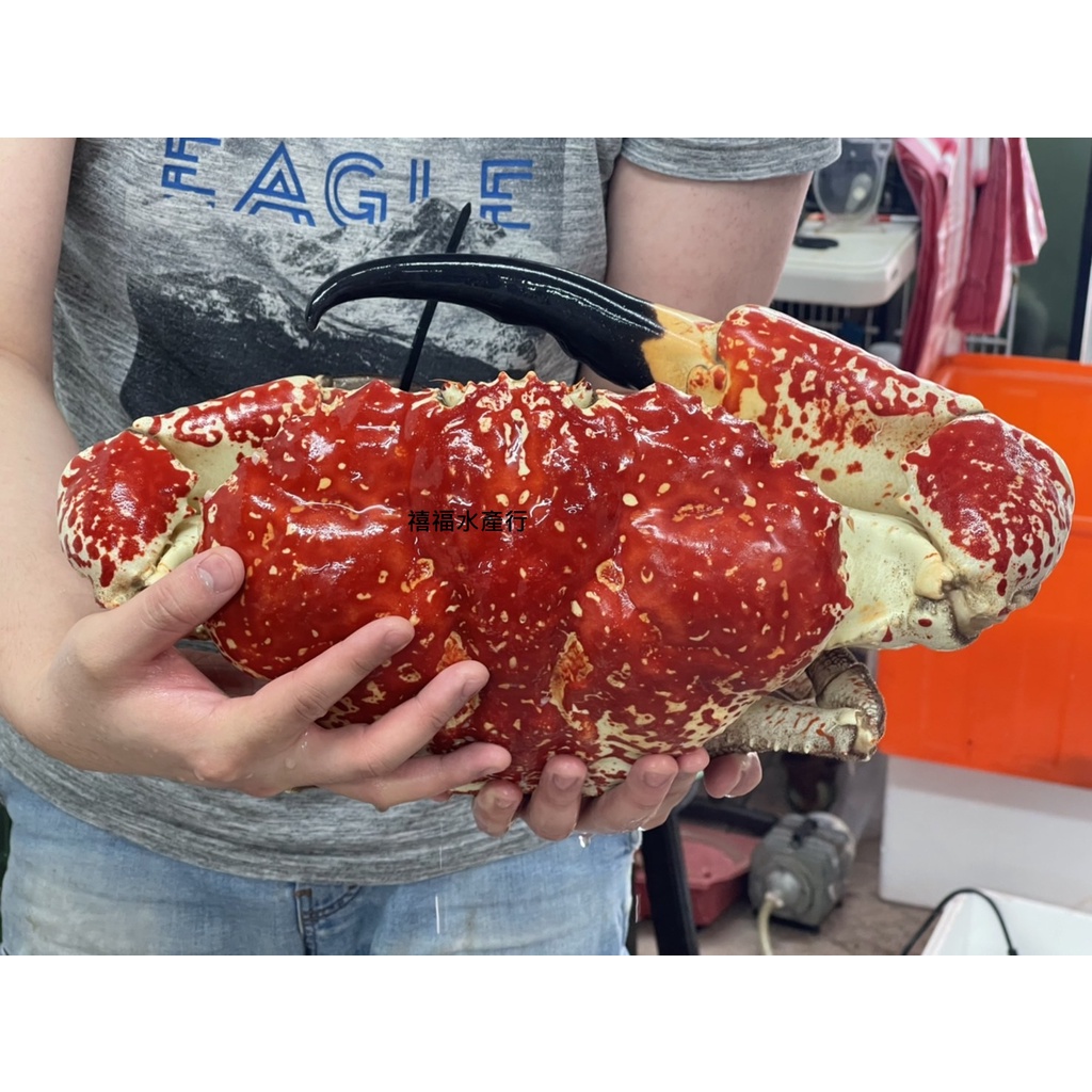 【禧福水產】獨家澳洲空運巨大擬濱蟹/巨型皇帝蟹/2/6◇$特價5980元/kg◇日本料理燒烤熱炒會所居酒屋直播餐廳團購
