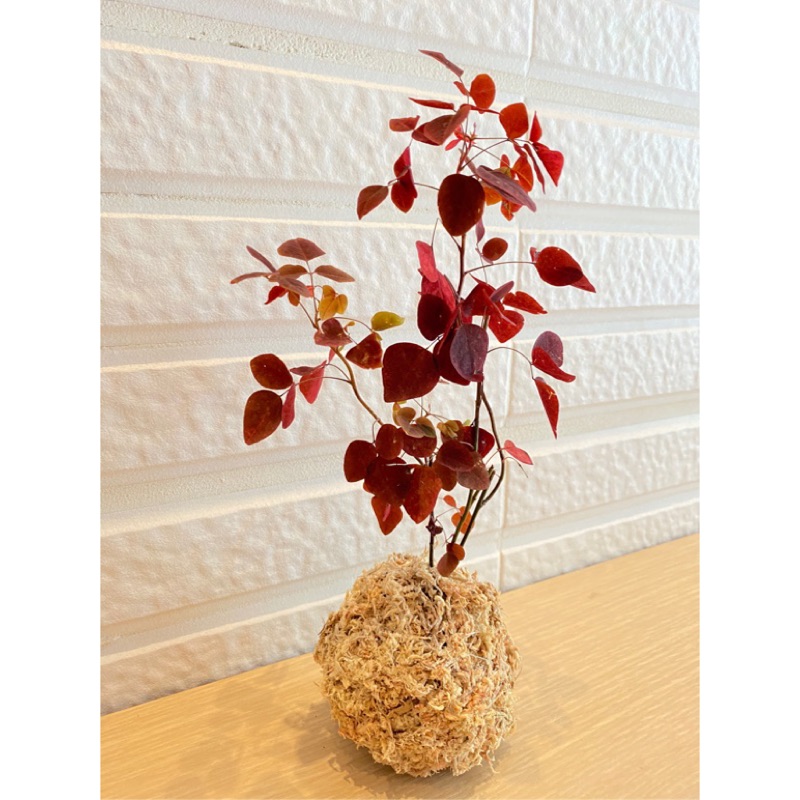 苔球唯美小紅楓療癒系辦公室療癒小物桌邊小物禮物 蝦皮購物