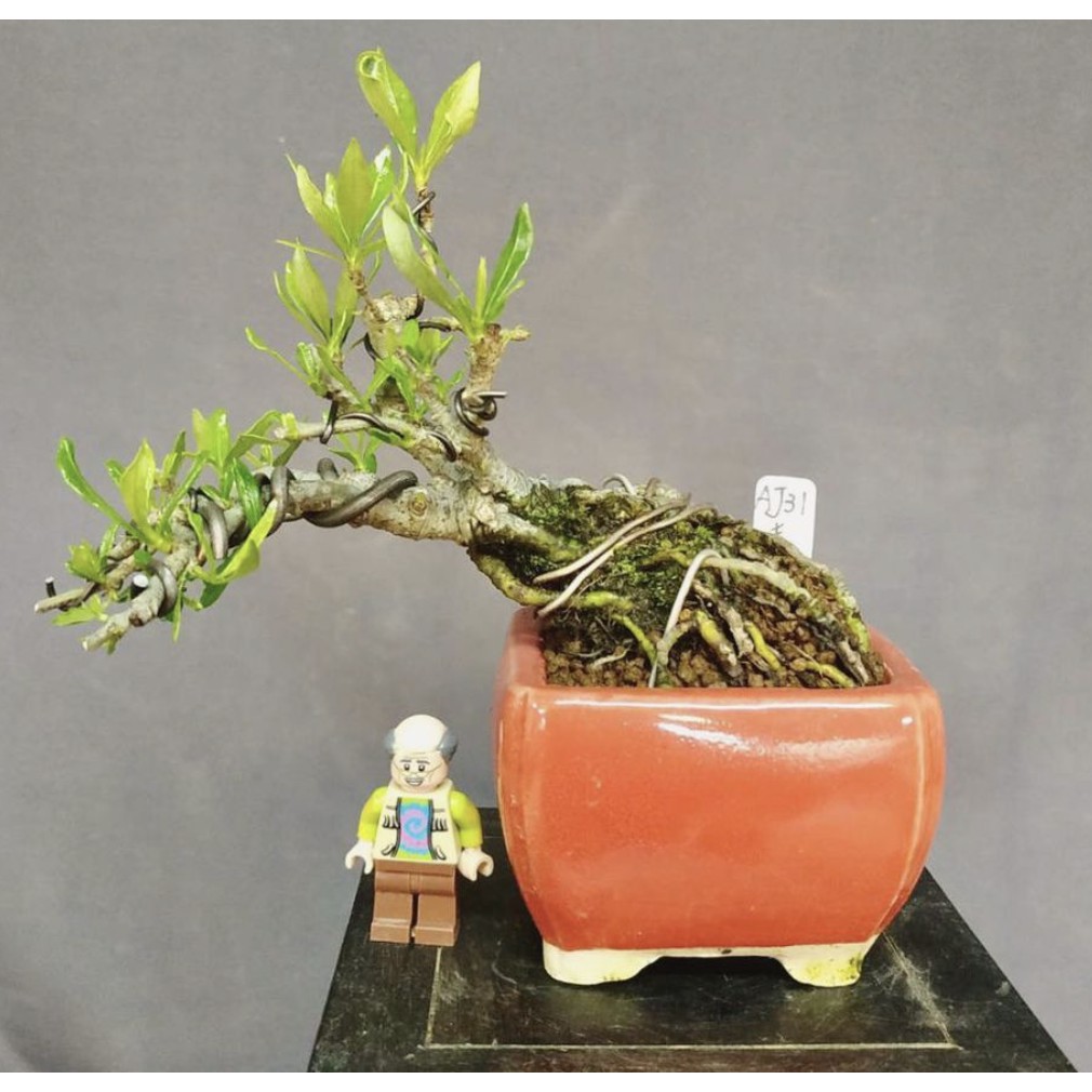 Kungtree 梔子花 喜代玉 110 5 5 蝦皮購物