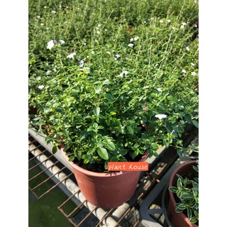 長榮 六月雪 6吋盆矮籬植物滿天星盆栽桐花節 造型植物 蝦皮購物