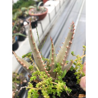 Aloe Microstigma 暗血帝王蘆薈一次買兩隻以上有優惠 蝦皮購物