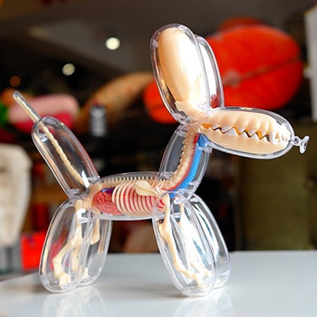 正品气球狗解剖模型jason Freeny Balloon Dog Anatomy 4d Master 氣球狗透明 蝦皮購物