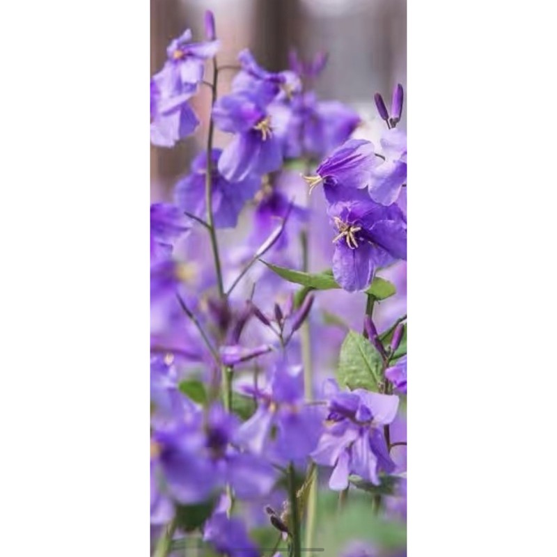現貨二月蘭種子50顆花籽諸葛菜多年生宿根種籽庭院耐寒耐陰果園綠肥草花種 蝦皮購物