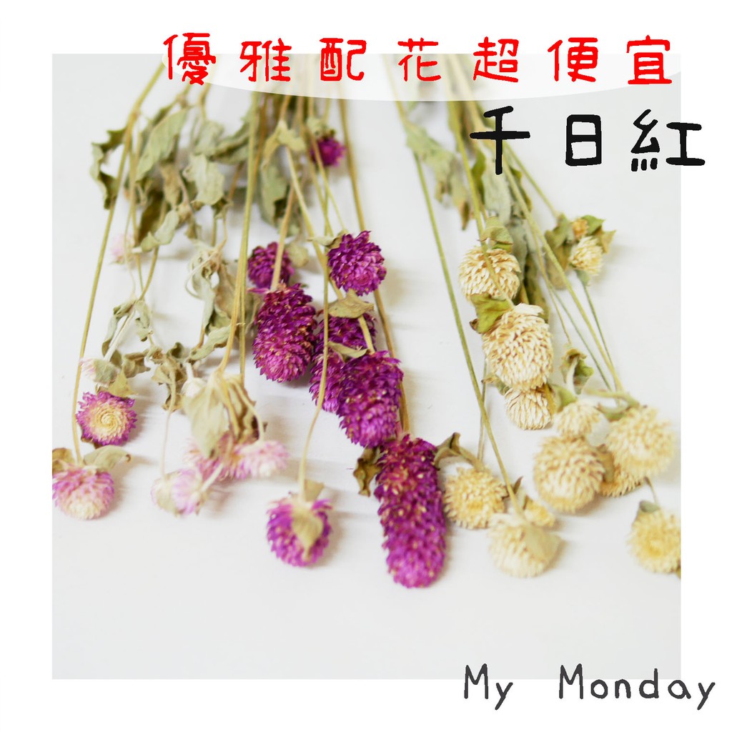 My Monday 衝評價!! 千日紅【 乾燥 千日紅 /  圓仔花 】永生 花束 手作 DIY 花藝 捧花 盆花 桌花