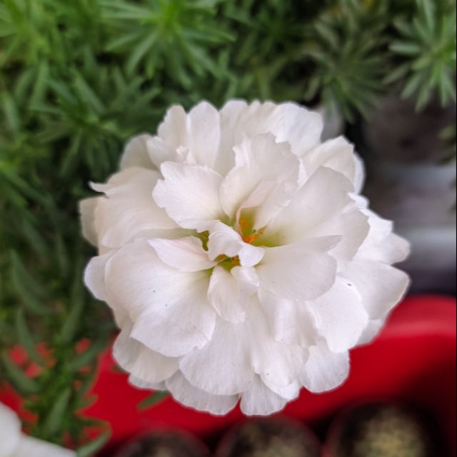 重瓣松葉牡丹1.5吋盆 -純白色 ❇️維娜花園❇️