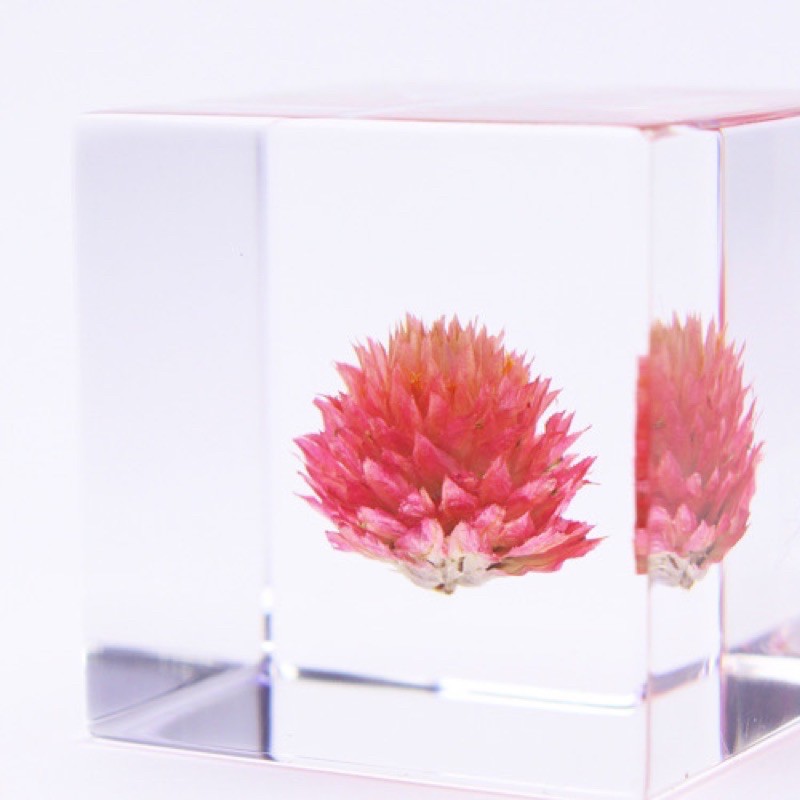 日本京都sola Cube 立方植物標本宙千日紅 宙言葉 珍惜守護 全新現貨 蝦皮購物