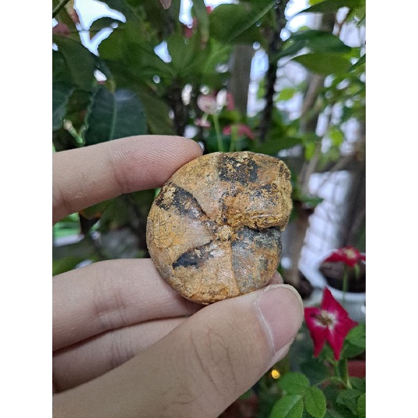 [程石] 馬達加斯加 溝葉菊石化石（2）