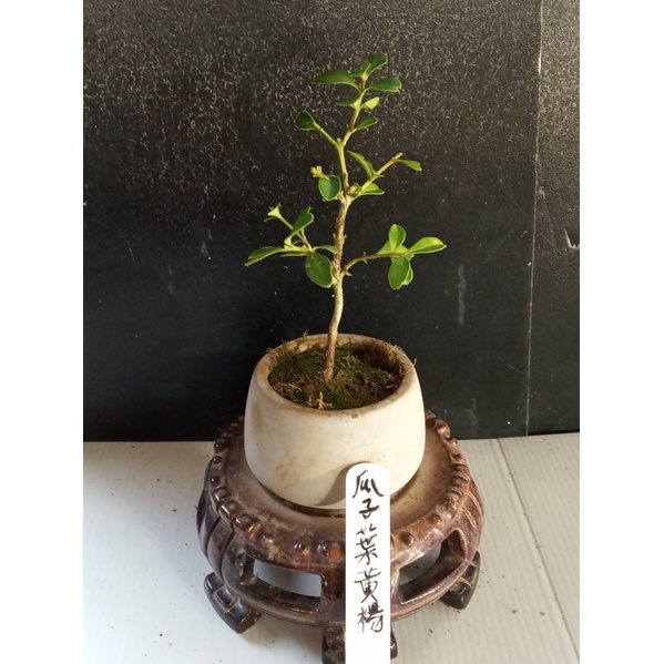 樂山   瓜子葉黃楊  H185 小型盆栽