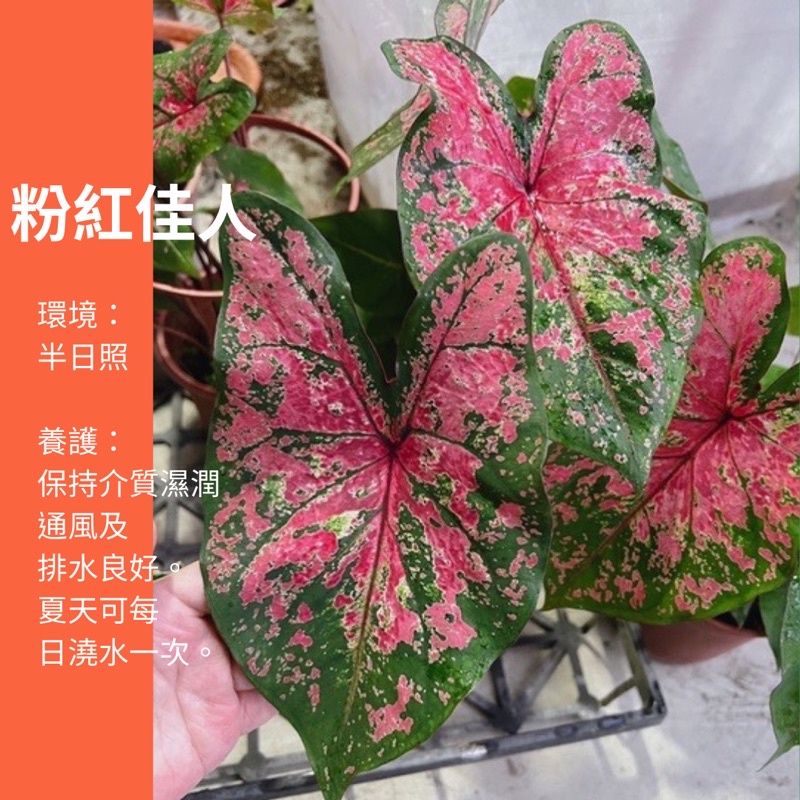 粉色佳人 彩葉芋 盆栽 綠植 植物 樹 ig 網紅 觀葉植物 網紅植物 室內植物 空氣淨化 陽台植物 高級植物