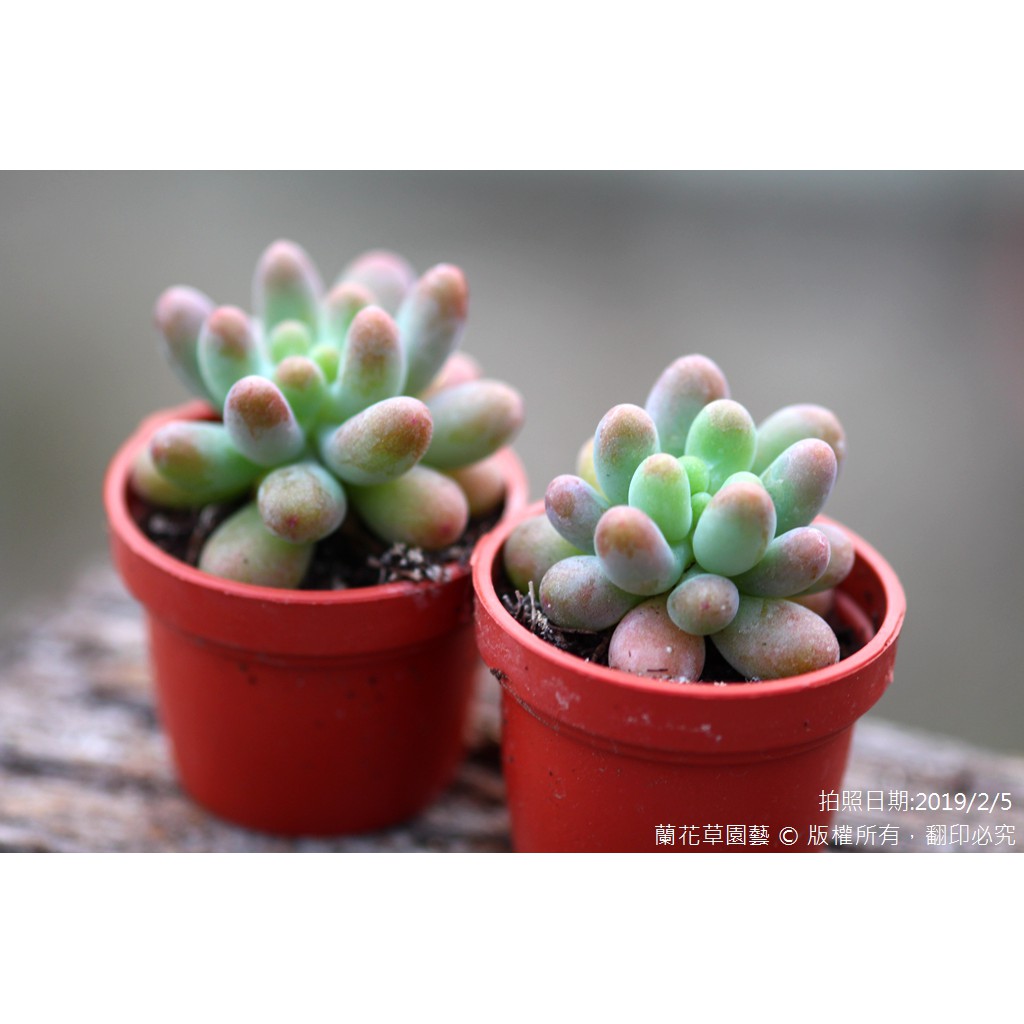 1吋迷你盆 乙女心 嬰兒手指 景天科多肉植物 蘭花草園藝 蝦皮購物