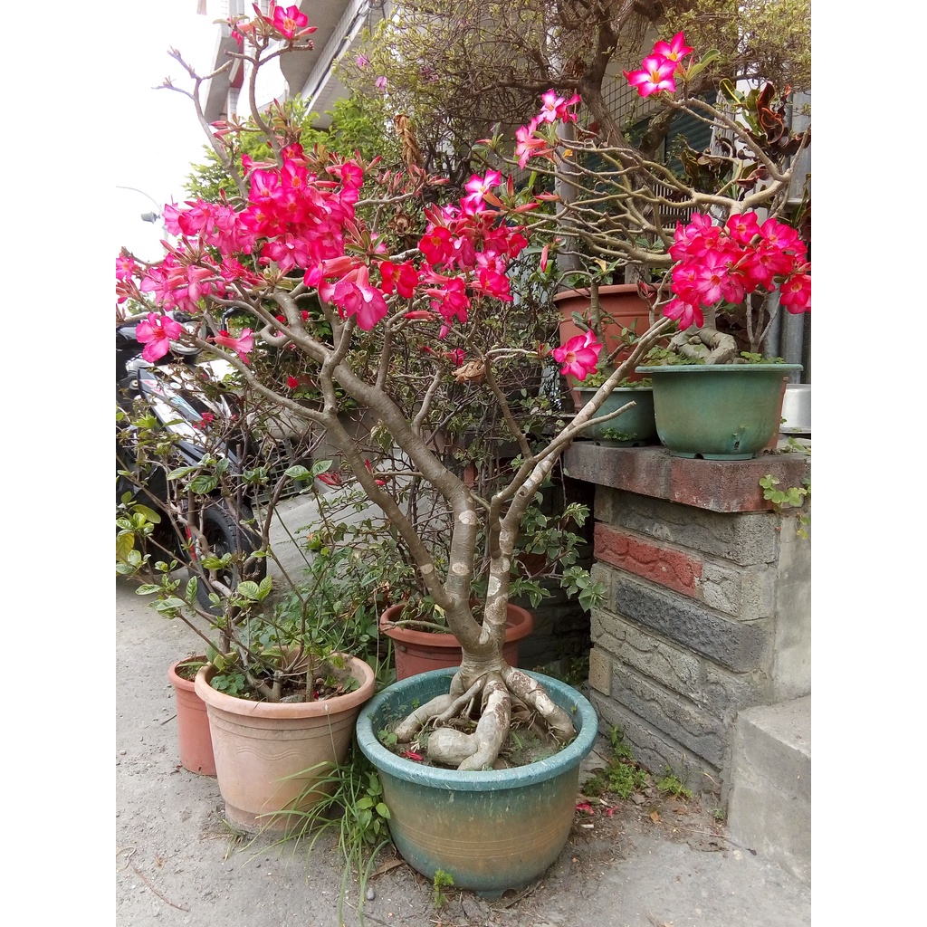 沙漠玫瑰 原生種 150cm（老欉 盆栽 植栽 植株 綠籬 庭園造景 庭院造景 大型 巨型）