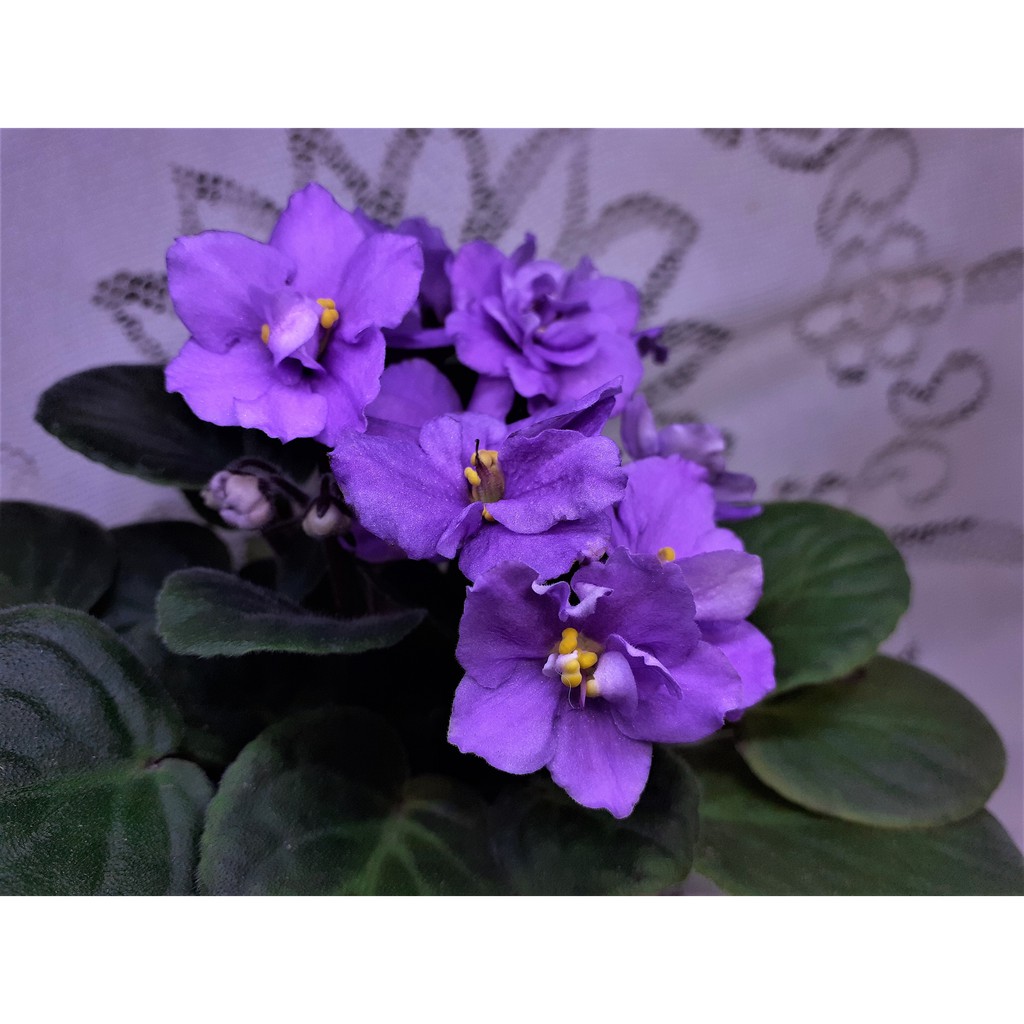 孵孵樂 非洲菫 非洲堇 非洲紫羅蘭 葉片販售 08 蝦皮購物