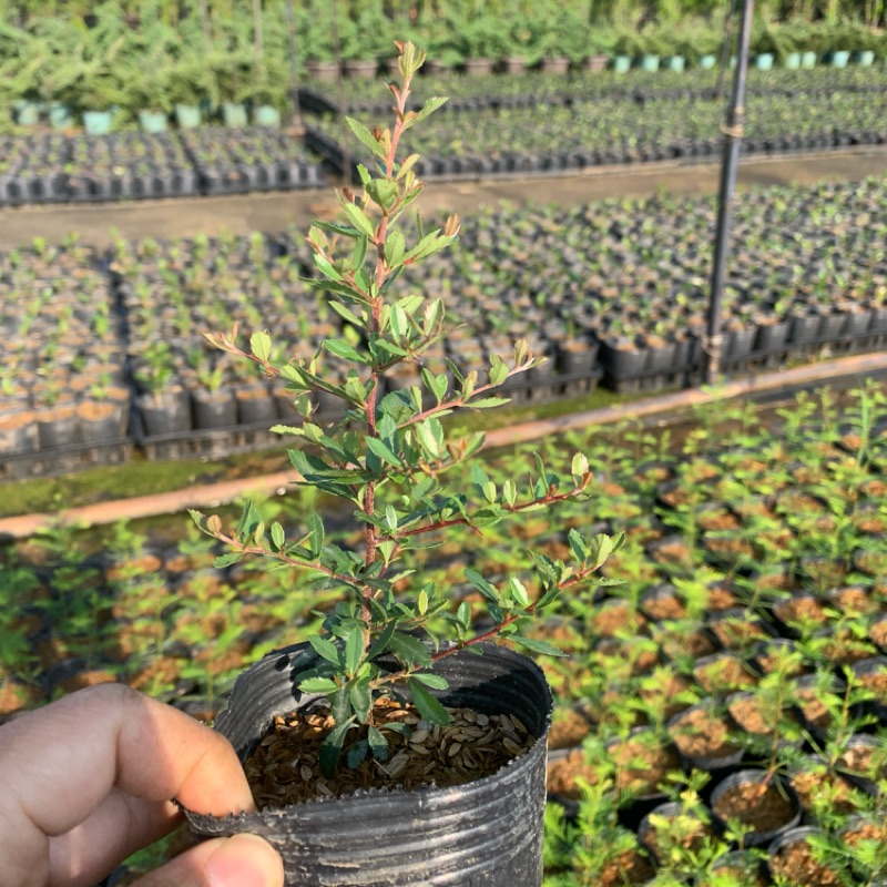 狀元紅3寸盆4棵1組 蝦皮購物