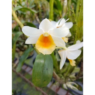 上賓蘭園 黑毛石斛 D.Dawn Maree x D.thyrsiflorum