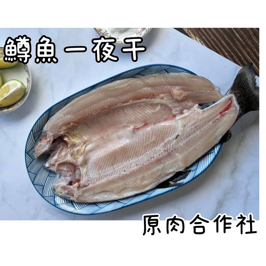 【原肉合作社】夏季限定!頂級鱒魚一夜干