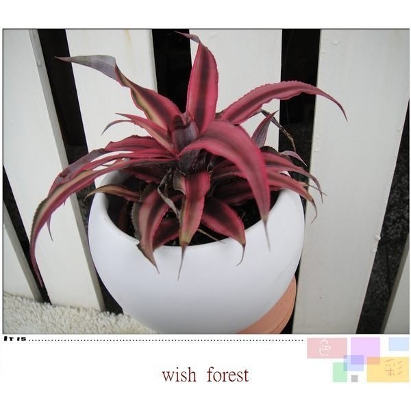 WISH FOREST【紅葉植物。絨葉鳳梨】。全日照即為紅葉~耐旱~好種~2種品種