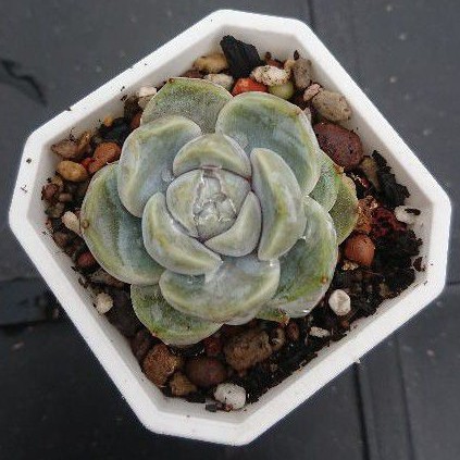 天空花園 多肉植物雪兔 蝦皮購物
