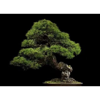 藍花楹樹 比價撿便宜 優惠與推薦 22年5月