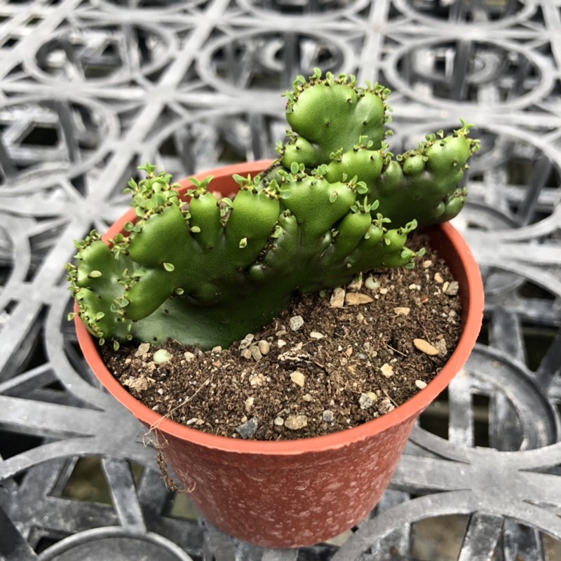 🌵珊瑚大戟綴化（三吋盆）🌵