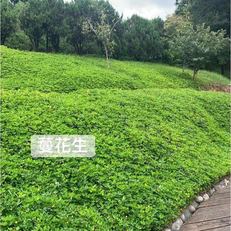 蔓花生的價格推薦 22年10月 比價比個夠biggo