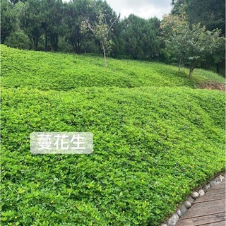 越橘越蔓榕 防土石崩落 斜坡地種植 蝦皮購物