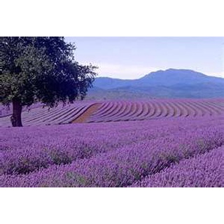 【精油】葛羅索醒目薰衣草精油 100% Lavender Grosso Essential Oil