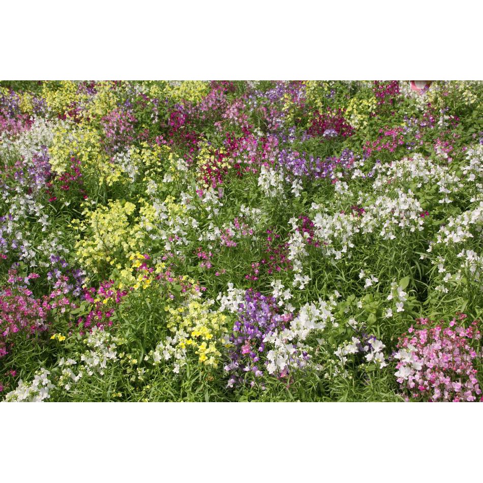 柳穿魚種子柳穿魚二至花姬金魚草彩雀花紫花柳穿魚裂脣柳穿魚小金魚草花卉種子 農產種子郵購讚 蝦皮購物