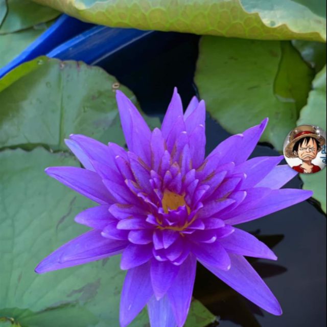 睡蓮苗 50個品種隨機出 小苗 蝦皮購物