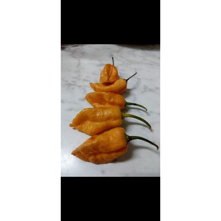 ＃91 Bloody Riot Orange－血腥暴動橙色辣椒，每份6籽/150元