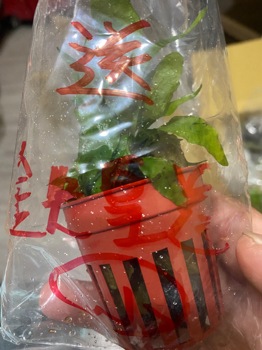 墨耘水草 紫紅泡泡龍 水上葉 10株50元中景一般級 蝦皮購物