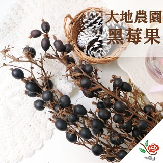 日本 大地農園 蝦皮稀有 黑莓果 黑梅果 極度花燥 花材 配花 果實 永生花 乾燥花 不凋花 新年 情人節 2026