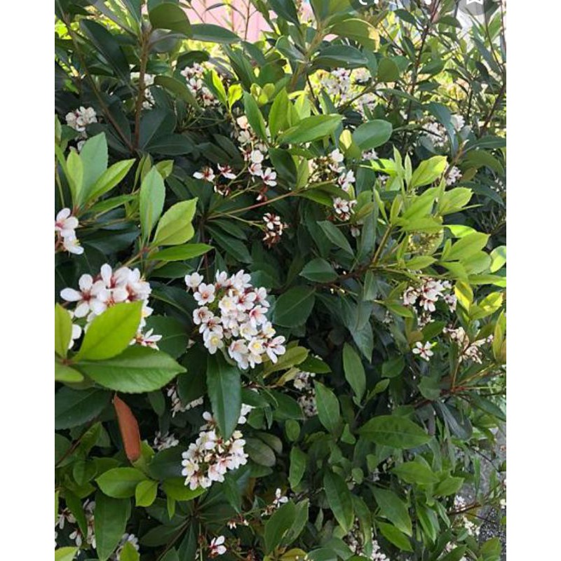 石斑木 假厚皮香 台灣白杏花 春花木 尖梅花 可以搭配賣場裡3盆植物 只需一次運費歡迎聊聊噢 蝦皮購物