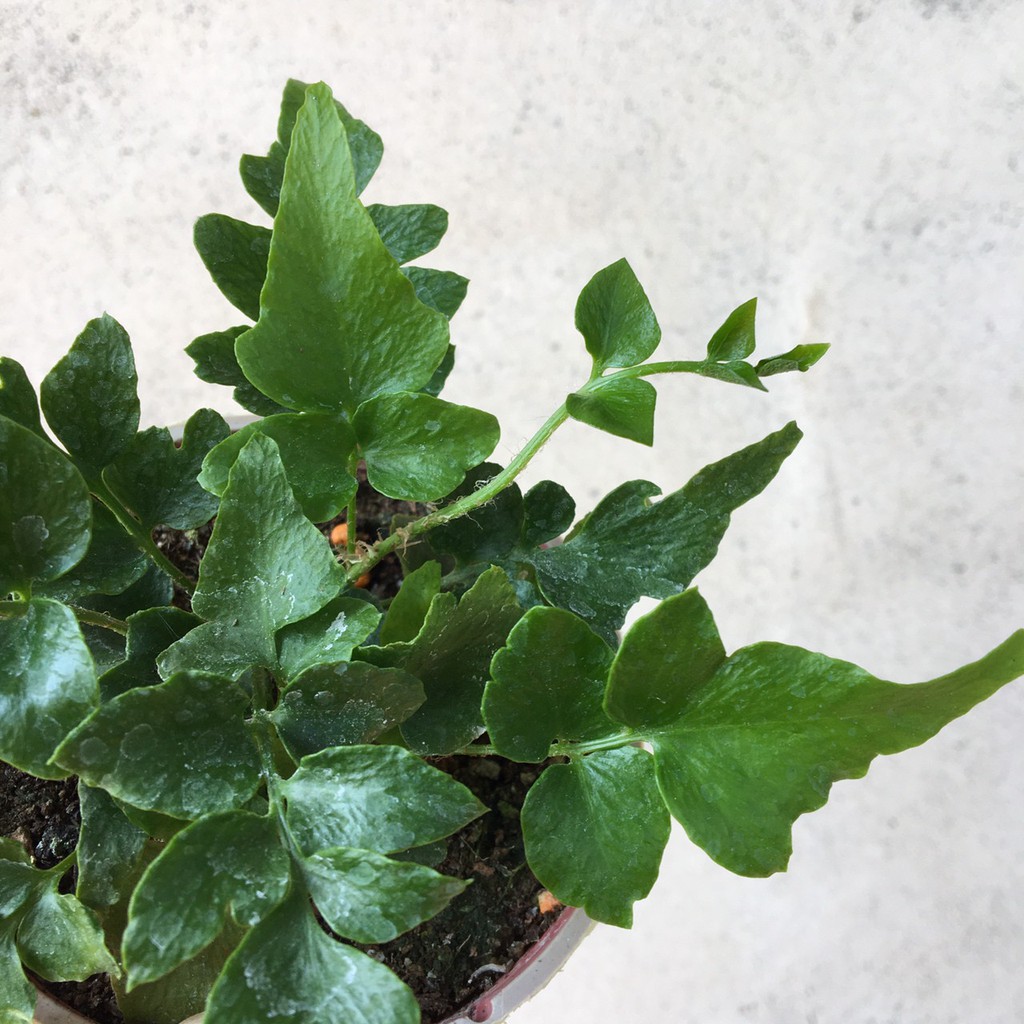 👉霖樺園👈《3吋盆-冬青蕨》園藝|室內植物|淨化空氣|居家綠化|商業空間綠化