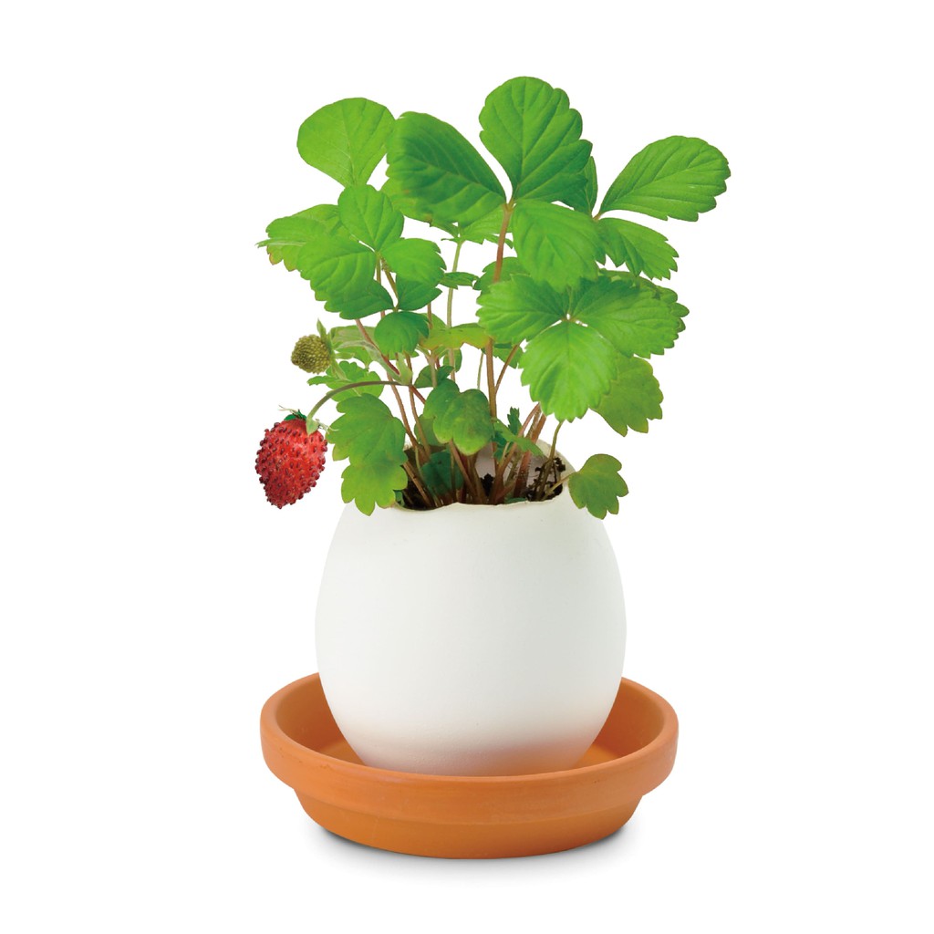 聖新陶芸new Eggling植物栽培蛋 兩款 蝦皮購物