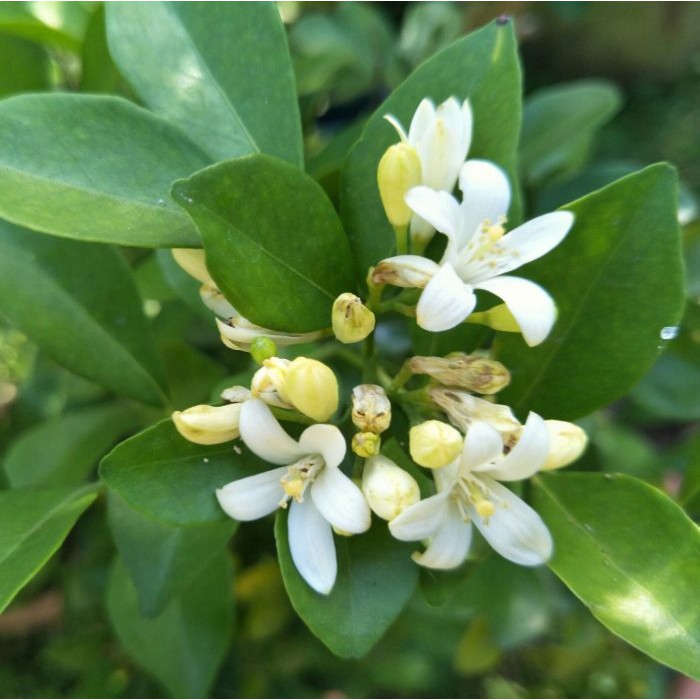 元茂園藝龍潭園區 香花/七里香 十五年老樹頭盆栽