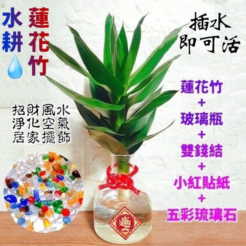 限量側支芽 蓮花竹觀音竹荷花竹超夯水耕植物插水即可活 水之舞坊 蝦皮購物