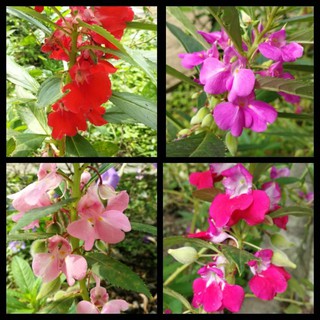 中國鳳仙花 鳳仙花 指甲花 小桃紅 夾竹桃 蝦皮購物