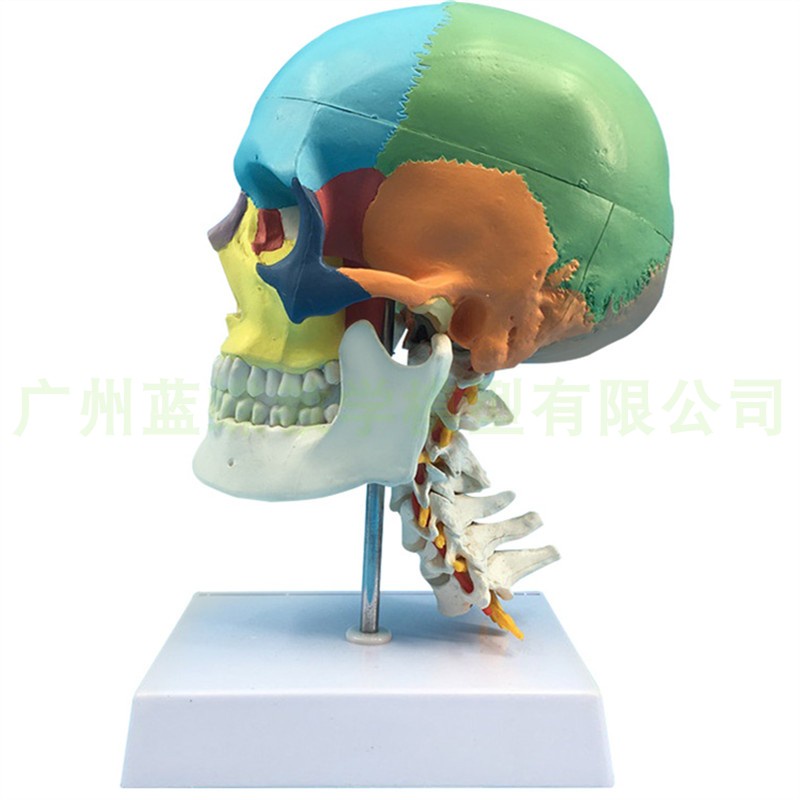 ♥❤彩色 人體頭顱骨模型 頭骨色性分離模型 1：1仿真頭骨帶頸椎模型
