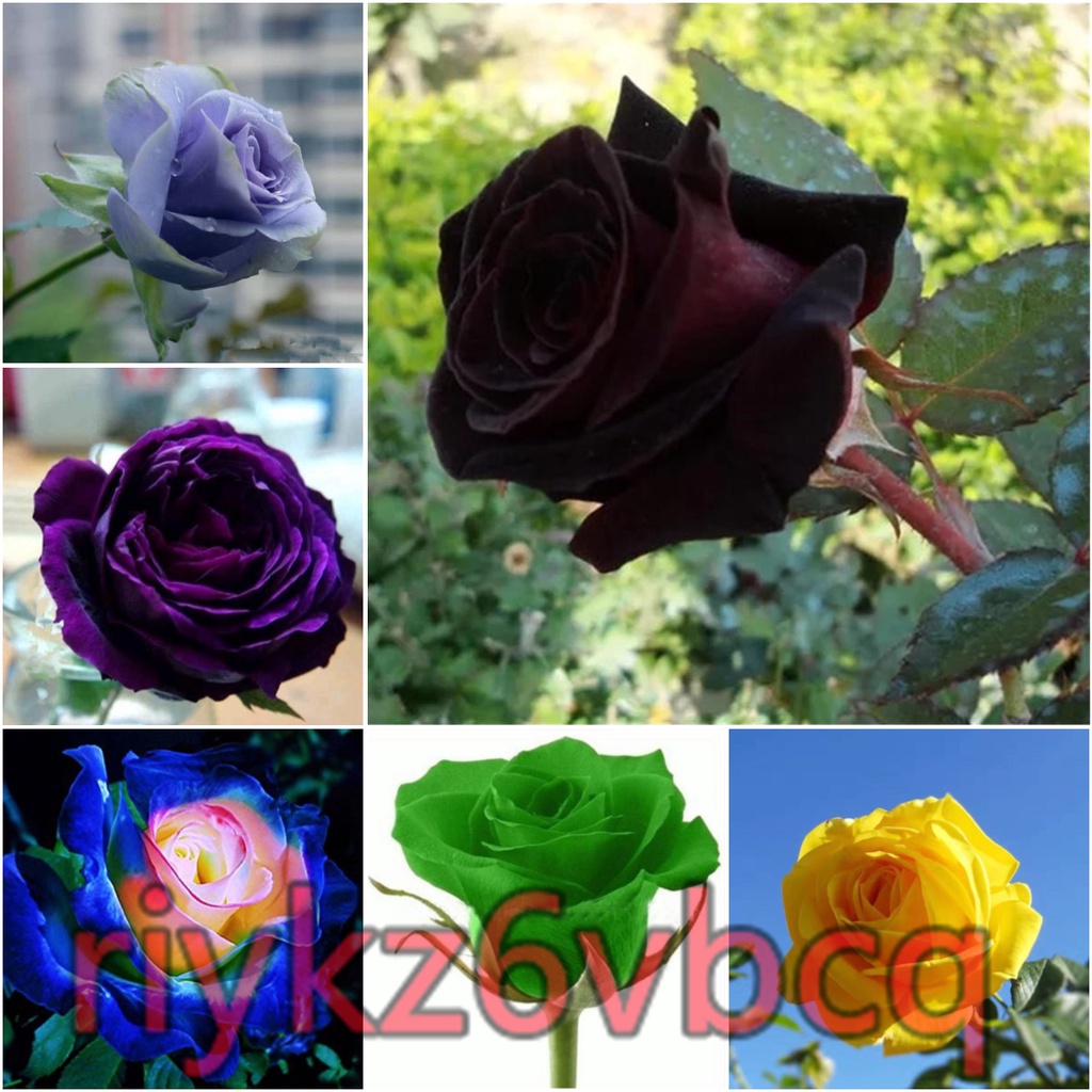薔薇玫瑰盆栽 Ptt Dcard討論與高評價網拍商品 21年10月 飛比價格