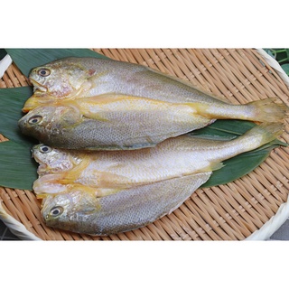 【日鱨食鋪】黃魚一夜干 210g±10% / 隻