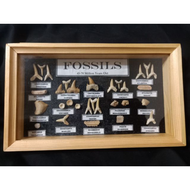 鯊魚牙標本盒/化石/收藏/擺件
