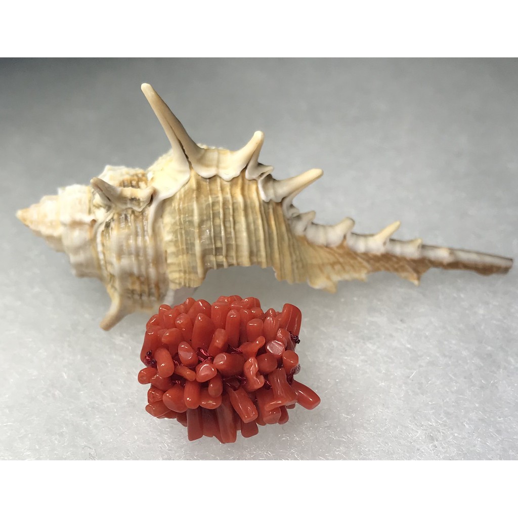 紅珊瑚原枝 Ptt Dcard討論與高評價網拍商品 21年10月 飛比價格