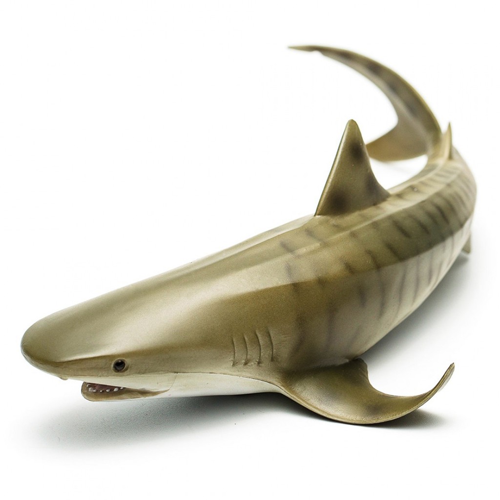 COLLECTA動物模型 - 老虎鯊